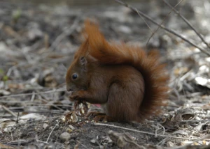 Eichhörnchen Eichhörnchen