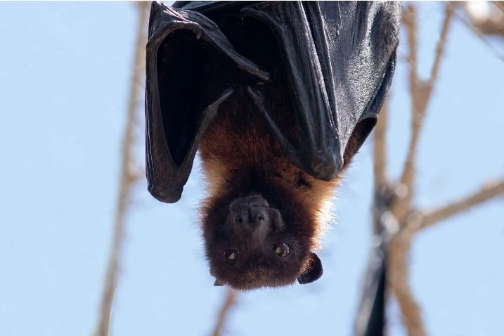 25-05-03 Fledermaus pixabay 25-05-03 Fledermaus pixabay