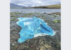 Chili Seitz, Intertidal