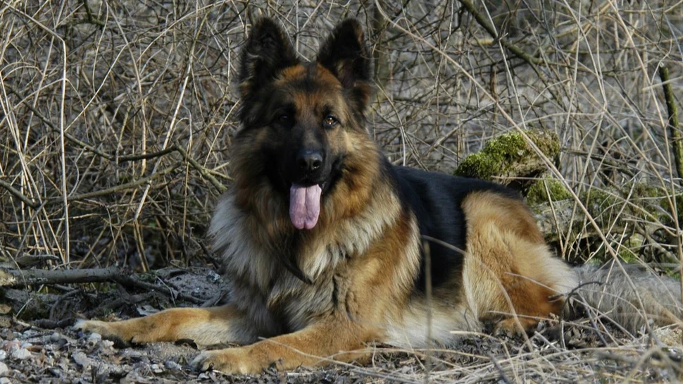 Aufmerksamer Schäferhund liegt im Unterholz