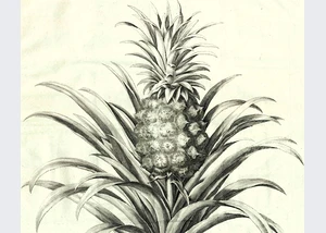 Der Küchengarten Ludwig des Vierzehnten