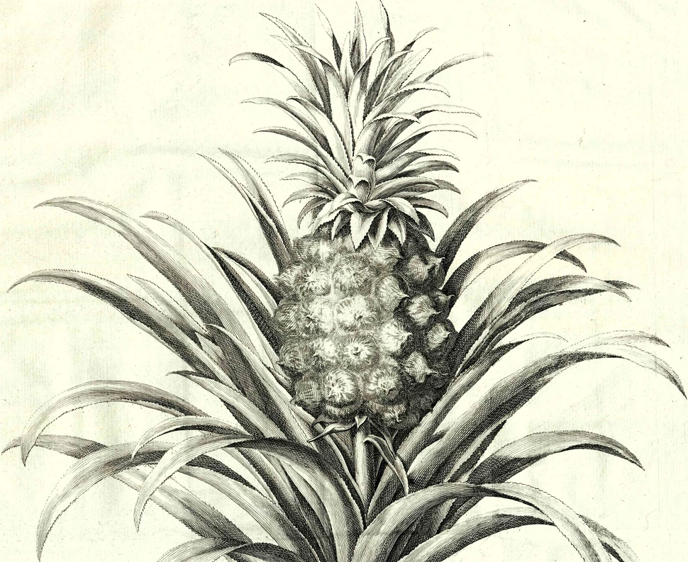 Der Küchengarten Ludwig des Vierzehnten