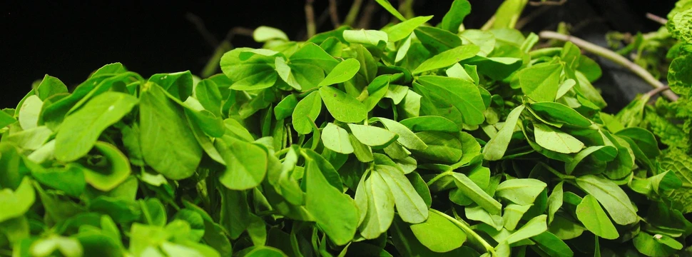 Grüne Pflanzen mit kleinen Blättern, die in einer Schüssel liegen