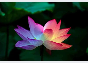 25-10-26 Ein Tag für Dich pixabay 25-10-26 Ein Tag für Dich pixabay