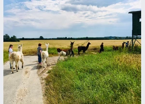 Lama-Spaziergang