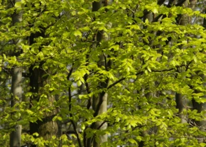 Das Grün des Stadtparks