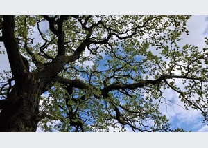 Achtsamkeit in der Natur