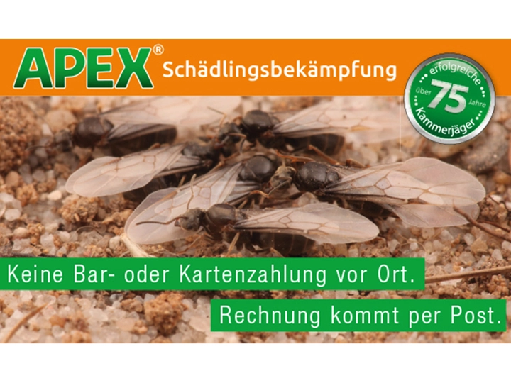 Galerie-Bild 29: . von APEX Schädlingsbekämpfung 