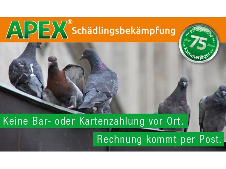 Galerie-Bild 6: . von APEX Schädlingsbekämpfung 