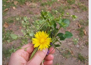 Naturpark-Tour: Wildkräuterwanderung am Schmalsee