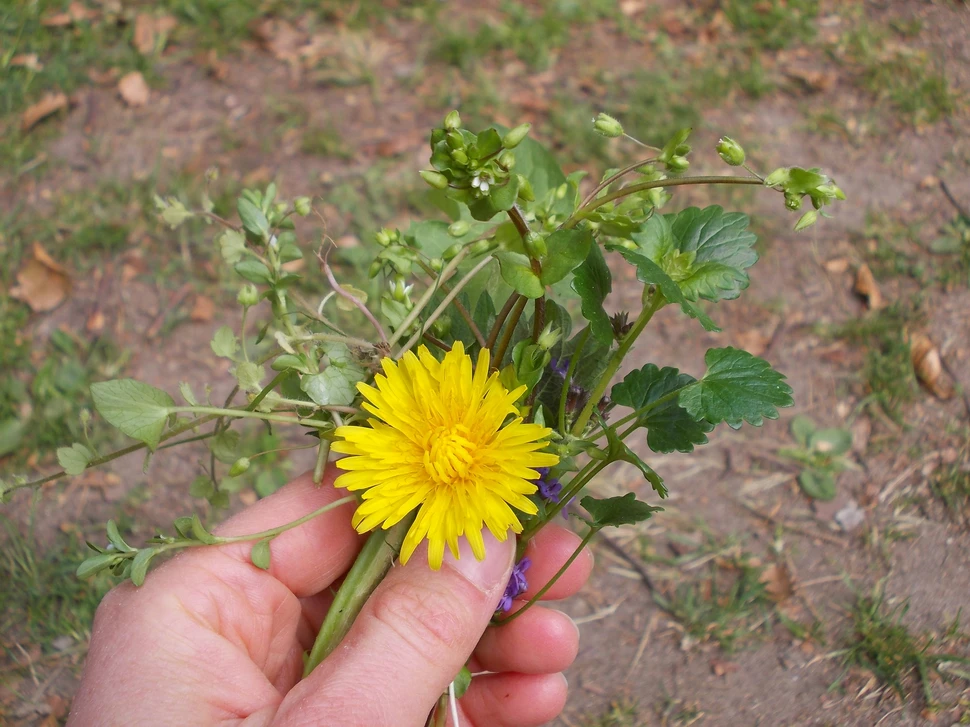 Naturpark-Tour: Wildkräuterwanderung am Schmalsee