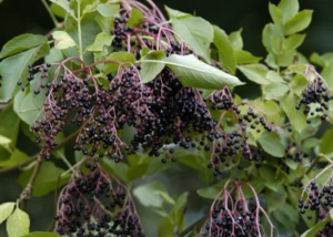 Schwarze Holunderbeeren im Sommer