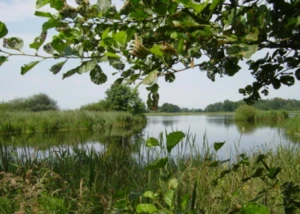 Von üppigem Grün gesäumter Teich im Naturschutzgebiet