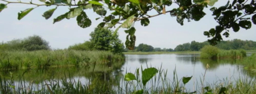 Von üppigem Grün gesäumter Teich im Naturschutzgebiet