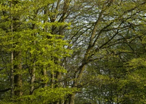 Dichte Bäume mit grünen Blättern Dichte Bäume mit grünen Blättern