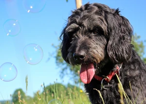 Schwarzer Hund auf einer Wiese mit Seifenblasen