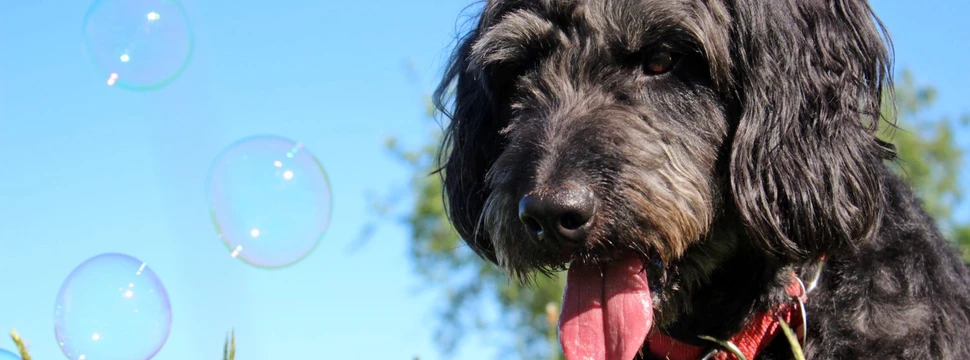 Schwarzer Hund auf einer Wiese mit Seifenblasen